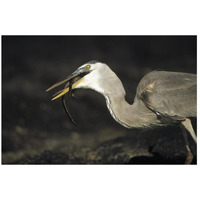 Great Blue Heron preying on hatchling Marine Iguana, Galapagos Islands-Paper Art-26"x18"