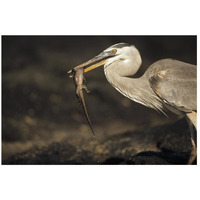 Great Blue Heron preying on hatchling Marine Iguana, Galapagos Islands-Paper Art-26"x18"