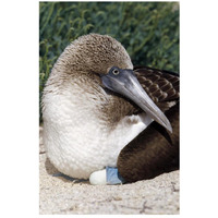 Blue-footed Booby female incubating eggs, Galapagos Islands, Ecuador-Paper Art-18"x26"