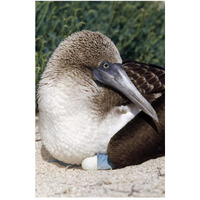 Blue-footed Booby female incubating eggs, Galapagos Islands, Ecuador-Paper Art-34&quotx50"