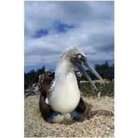 Blue-footed Booby male incubating eggs, Galapagos Islands-Paper Art-26"x38"