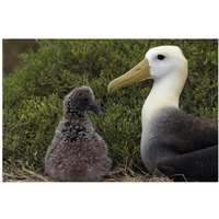 Waved Albatross guarding young chick, Galapagos Islands, Ecuador-Paper Art-38"x26"