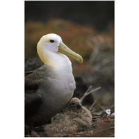 Waved Albatross guarding young chick, Galapagos Islands, Ecuador-Paper Art-34"x50"