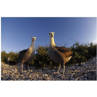 Waved Albatross pair in nesting colony, Galapagos Islands, Ecuador-Paper Art-20"x14"