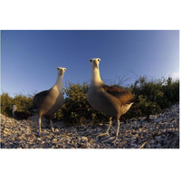 Waved Albatross pair in nesting colony, Galapagos Islands, Ecuador-Paper Art-62"x42"