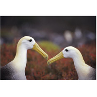 Waved Albatross courtship display, Galapagos Islands, Ecuador-Paper Art-62"x42"