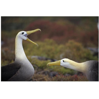 Waved Albatross courtship display sequence, Galapagos Islands, Ecuador-Paper Art-38"x26"