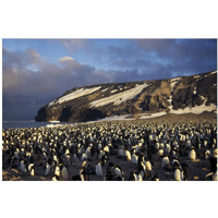 Adelie Penguin dense colony, late summer, Cape Adare,  Antarctica-Paper Art-20"x14"