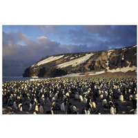 Adelie Penguin dense colony, late summer, Cape Adare,  Antarctica-Paper Art-32"x22"