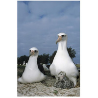 Laysan Albatross parents exchanging chick guarding duties, Midway Atoll, Hawaii-Paper Art-18"x26"