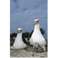 Laysan Albatross parents exchanging chick guarding duties, Midway Atoll, Hawaii-Paper Art-42"x62"