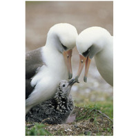 Laysan Albatross parents exchanging chick guarding duties, Midway Atoll, Hawaii-Paper Art-18"x26"