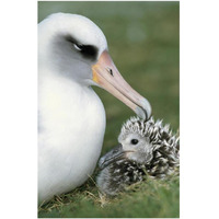 Laysan Albatross parent guarding young chick, Midway Atoll, Hawaii-Paper Art-14"x20"