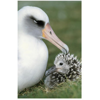 Laysan Albatross parent guarding young chick, Midway Atoll, Hawaii-Paper Art-18"x26"