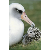 Laysan Albatross parent guarding young chick, Midway Atoll, Hawaii-Paper Art-26"x38"