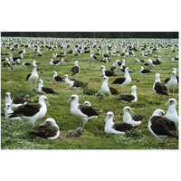 Laysan Albatross nesting colony, Midway Atoll, Hawaii-Paper Art-50"x34"