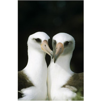 Laysan Albatross pair bonding, Midway Atoll, Hawaii-Paper Art-14"x20"