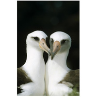 Laysan Albatross pair bonding, Midway Atoll, Hawaii-Paper Art-18"x26"