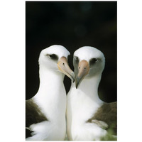 Laysan Albatross pair bonding, Midway Atoll, Hawaii-Paper Art-22"x32"