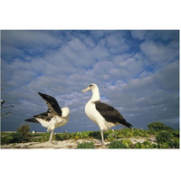 Laysan Albatross courtship dance, Midway Atoll, Hawaii-Paper Art-62"x42"