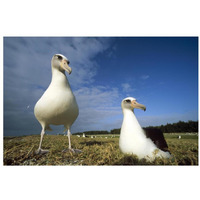 Laysan Albatross pair at colony periphery, Midway Atoll, Hawaii-Paper Art-32"x22"