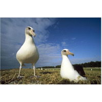 Laysan Albatross pair at colony periphery, Midway Atoll, Hawaii-Paper Art-62"x42"