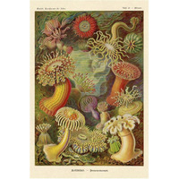 Haeckel Nature Illustrations: Actiniae-Paper Art-42"x62"