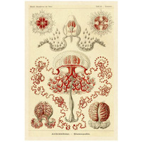 Haeckel Nature Illustrations: Anthomedusae-Paper Art-18"x26"