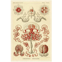 Haeckel Nature Illustrations: Anthomedusae-Paper Art-22"x32"