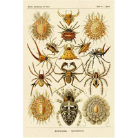 Haeckel Nature Illustrations: Spiders-Paper Art-42"x62"