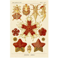 Haeckel Nature Illustrations: Starfish-Paper Art-22"x32"