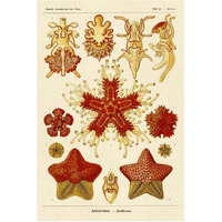 Haeckel Nature Illustrations: Starfish-Paper Art-42"x62"