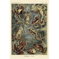 Haeckel Nature Illustrations: Frogs-Paper Art-42"x62"