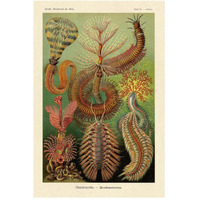 Haeckel Nature Illustrations: Worms-Paper Art-34"x50"