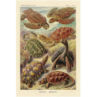 Haeckel Nature Illustrations: Turtles-Paper Art-14"x20"