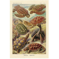 Haeckel Nature Illustrations: Turtles-Paper Art-34"x50"