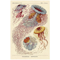 Haeckel Nature Illustrations Jelly Fish-Paper Art-18&quotx26"