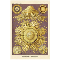 Haeckel Nature Illustrations Jelly Fish-Paper Art-18&quotx26"