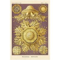 Haeckel Nature Illustrations: Jelly Fish-Paper Art-26"x38"