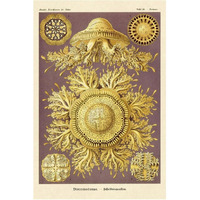 Haeckel Nature Illustrations: Jelly Fish-Paper Art-42"x62"