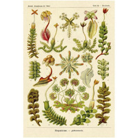 Haeckel Nature Illustrations: Corals-Paper Art-26"x38"