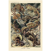 Haeckel Nature Illustrations: Lizards-Paper Art-26"x38"