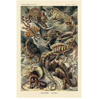 Haeckel Nature Illustrations: Lizards-Paper Art-34"x50"