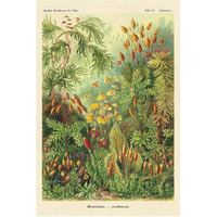 Haeckel Nature Illustrations: Muscinae-Paper Art-42"x62"