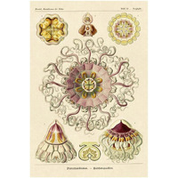 Haeckel Nature Illustrations Jelly Fish-Paper Art-22&quotx32"