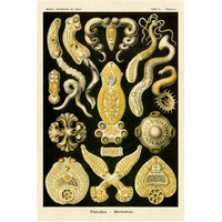 Haeckel Nature Illustrations: Flatworms-Paper Art-42"x62"