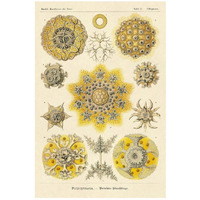 Haeckel Nature Illustrations: Polycytaria Radiolaria-Paper Art-18"x26"