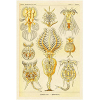 Haeckel Nature Illustrations Rotatoria, rotifera worms-Paper Art-14&quotx20"