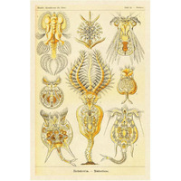 Haeckel Nature Illustrations: Rotatoria, rotifera worms-Paper Art-42"x62"