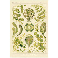 Haeckel Nature Illustrations: Siphoneae Hydrozoa-Paper Art-22"x32"